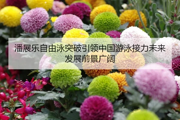 潘展乐自由泳突破引领中国游泳接力未来发展前景广阔